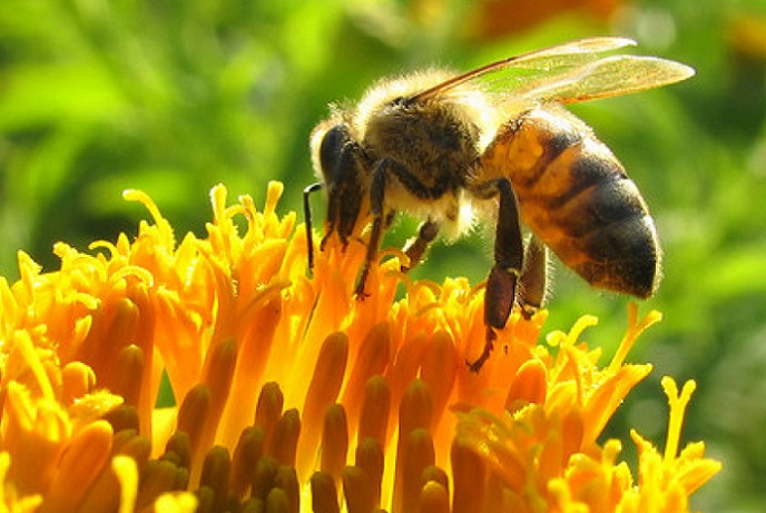 Claves de una situación crítica: ¿Por qué las abejas están en peligro en Chile?