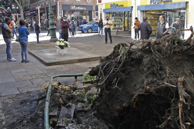 Delega Rivera a FGE investigar muerte por caída de árbol