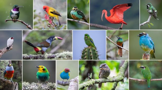 Casi la mitad de las especies de aves del mundo están desapareciendo