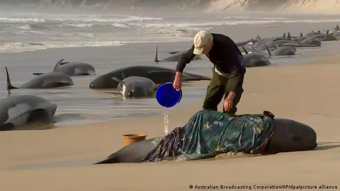 Doscientas ballenas piloto mueren en playa australiana al quedar varadas