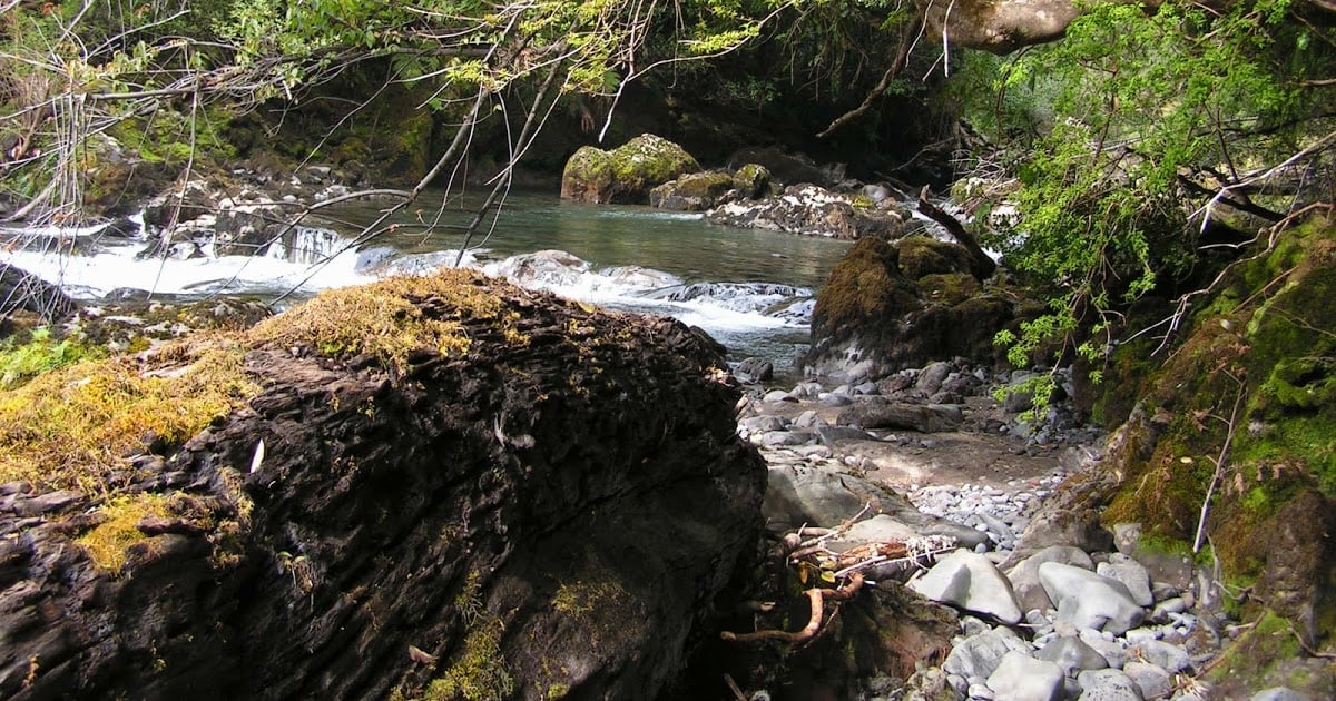 Dan luz verde al proyecto que crea el Servicio de Biodiversidad y Áreas Protegidas: Avanza en su tramitación y pasa a Comisión de Hacienda 