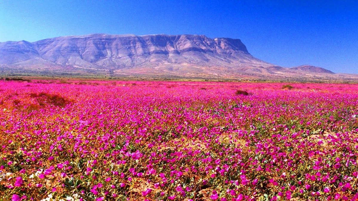 ¡Precaución, no cortar! Experto advierte peligro para el ecosistema del desierto florido si se cortan sus flores