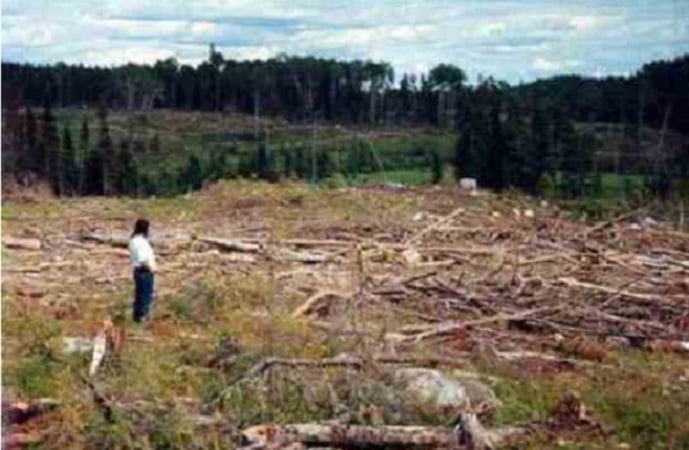 No son bosques: Hoy es el día mundial contra los monocultivos forestales