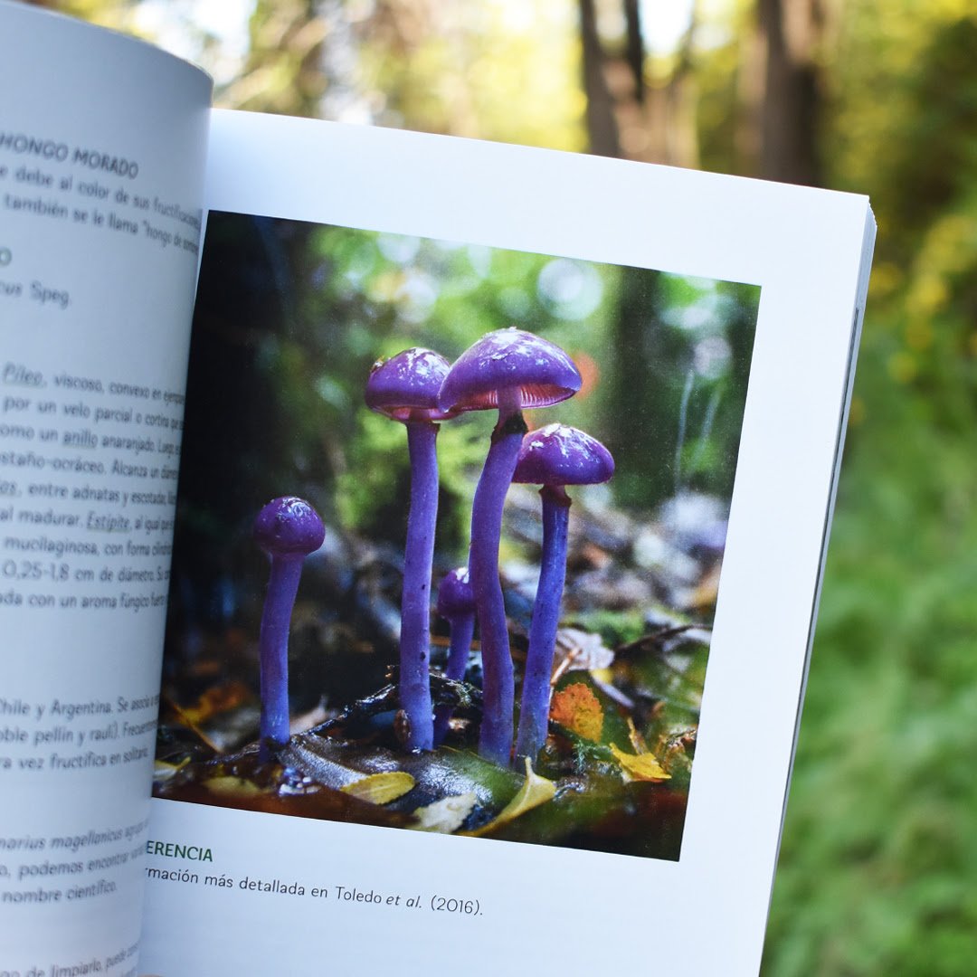 Publican libro-guía sobre los hongos silvestres comestibles nativos de Chile