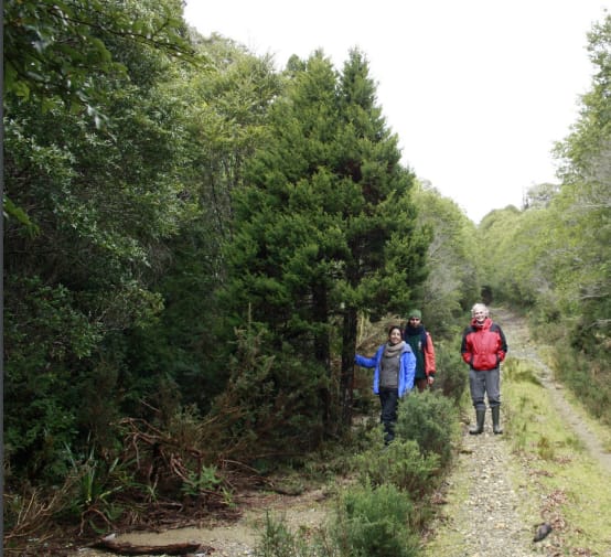 Investigadores apoyan a CONAF y exigen cumplir ley ambiental: acusan graves incumplimientos en el proceso de la ruta Corral-La Unión