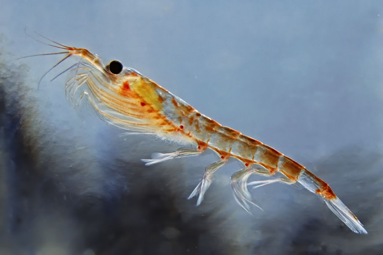 Investigación advierte fuerte disminución en biomasa del krill antártico para 2100: Organismo es clave para las cadenas tróficas de la zona