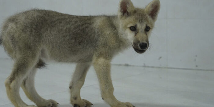 Clonan por primera vez un ejemplar de lobo ártico en China