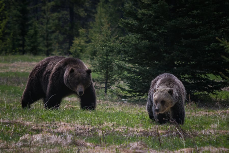 Parque canadiense ordena eliminar árboles frutales para evitar ataques de osos