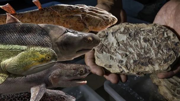 Fósiles de peces de hace 440 millones de años esclarecen dudas sobre la evolución del hombre