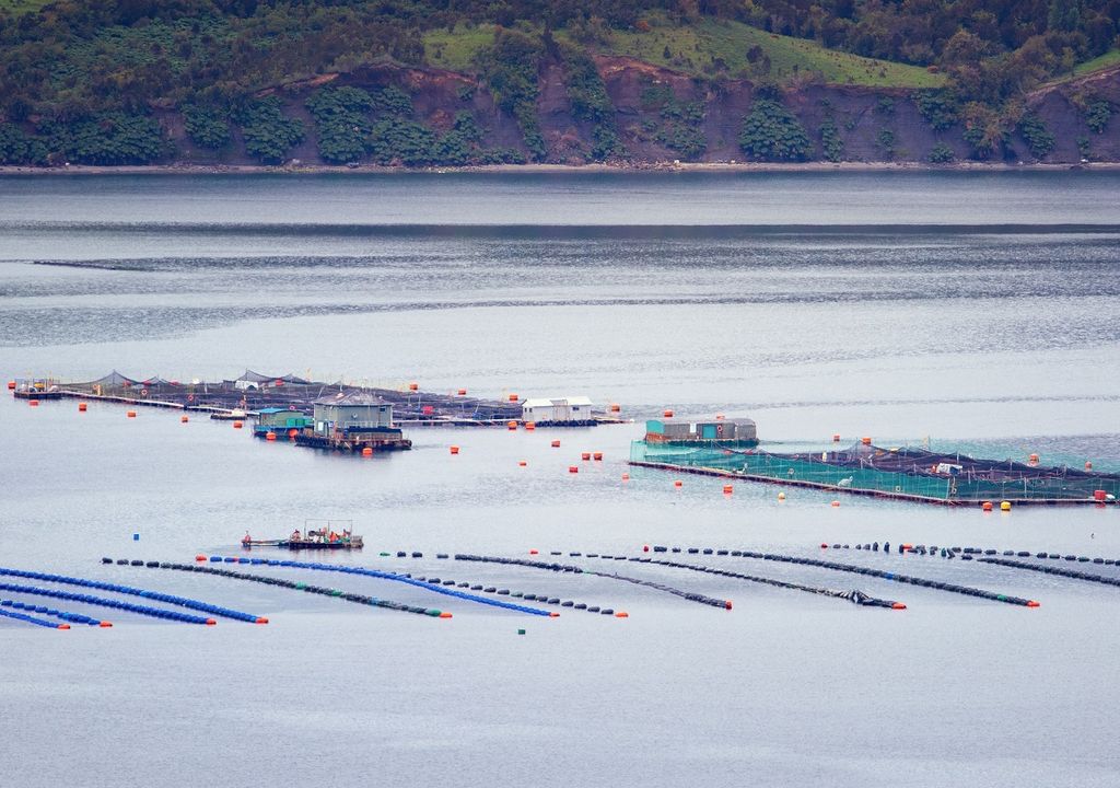 Coalición de organizaciones socioambientales exigen cierre de salmoneras que incumplieron con la ley y que se abra comisión investigadora