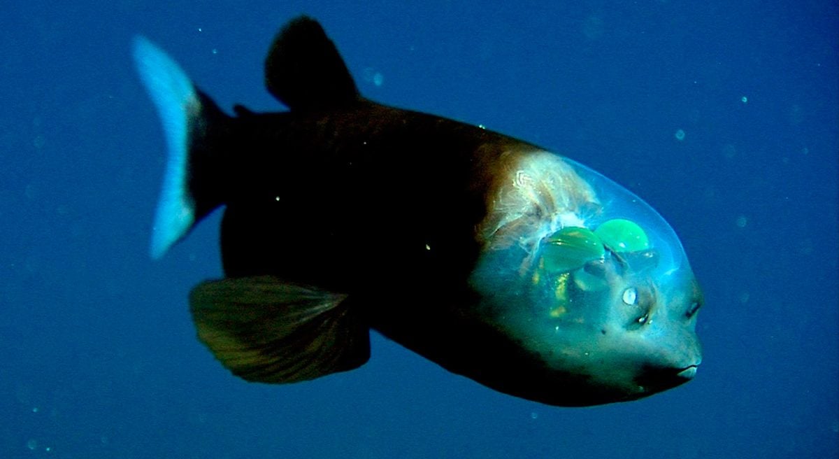Conoce al pez con cabeza transparente que puede girar sus ojos 360 grados