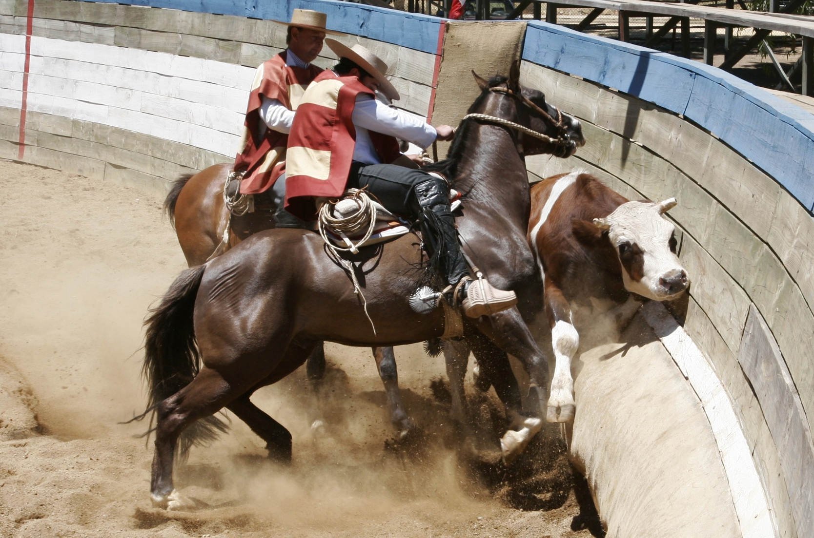 Realizan primera denuncia internacional contra el rodeo