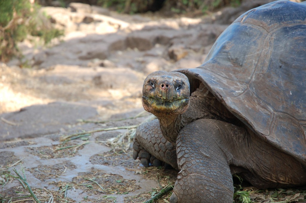 Investigan matanza de tortugas gigantes en islas Galápagos