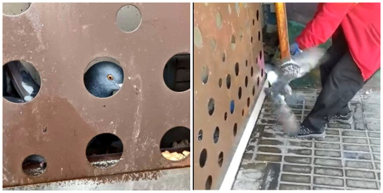 ¡Vuela libre paloma! Usuarios logran rescate de paloma atrapada en estructura de la estación Chile-España