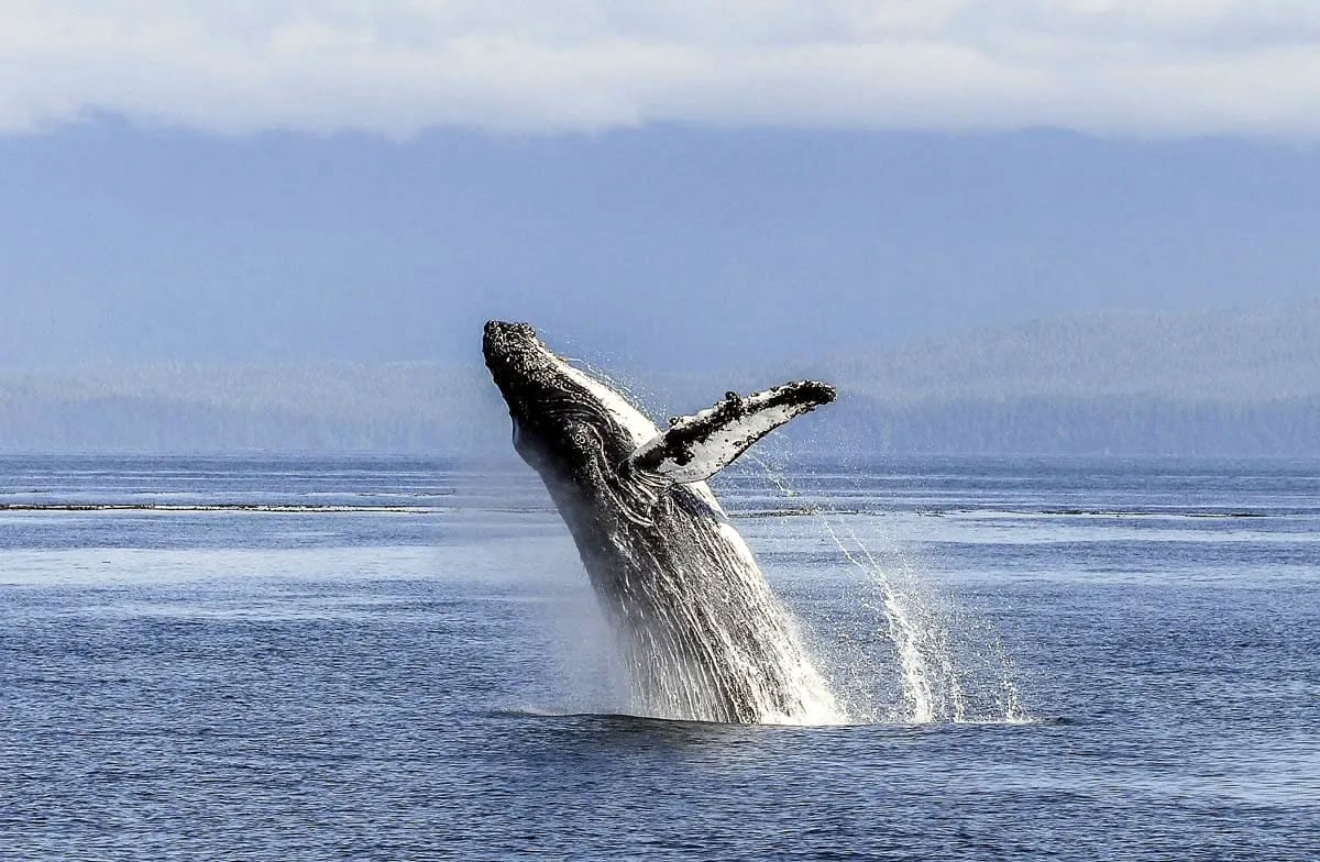 Chiloé: Instalan «boya inteligente» que advierte a embarcaciones la presencia de ballenas