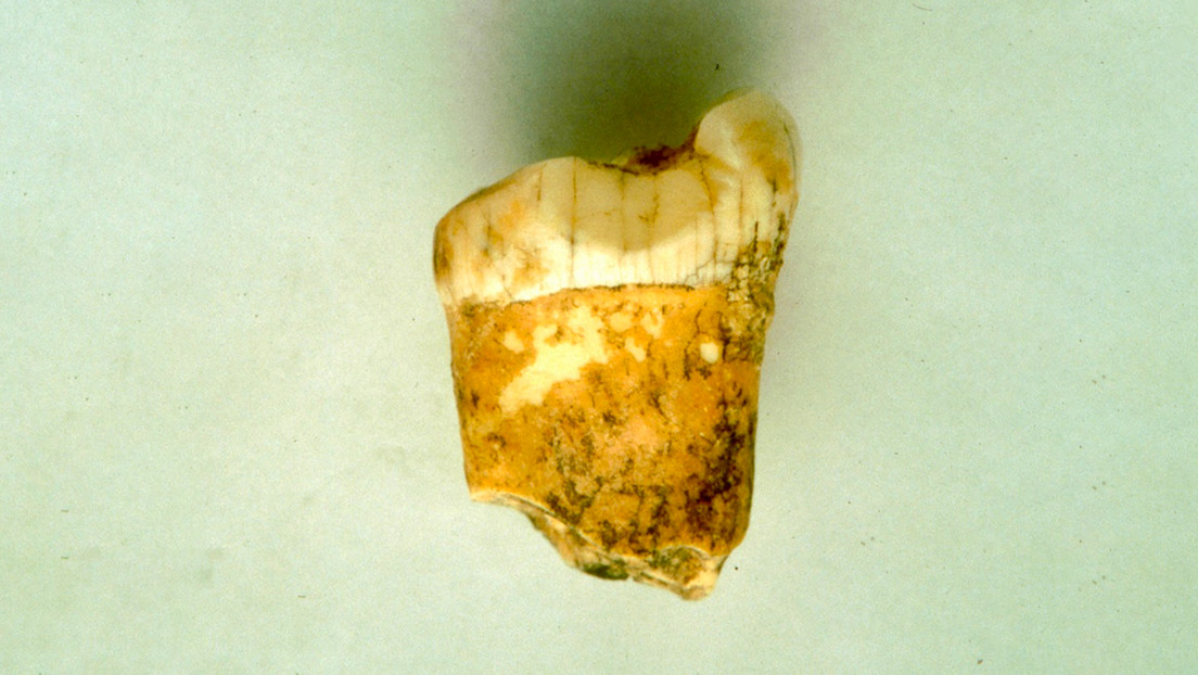 Un diente revela nuevos detalles sobre la alimentación de los neandertales