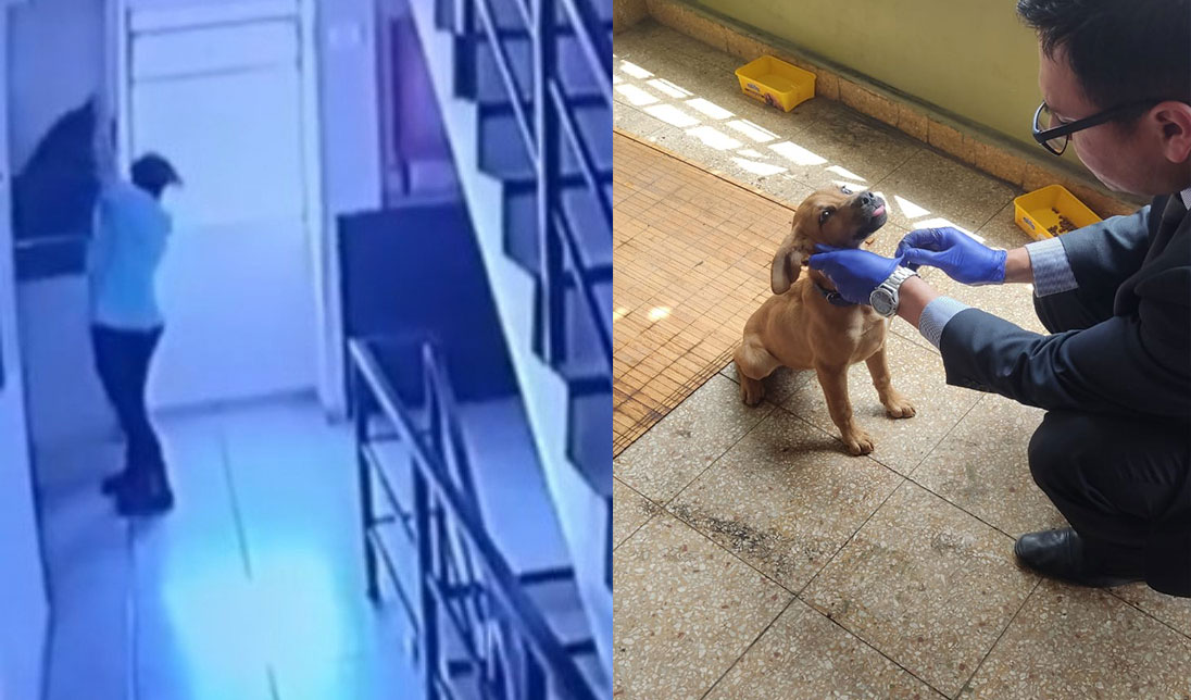 [VIDEO] Indignación por mujer que lanzó una perrita por el ducto de la basura en Antofagasta