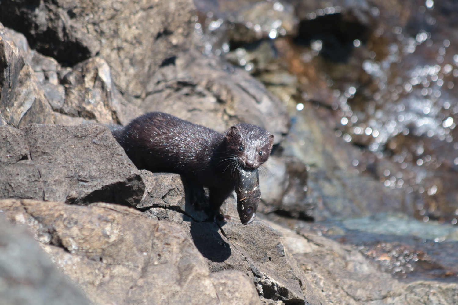 Biodiversidad v/s especies exóticas invasoras: La batalla por la conservación de los ecosistemas