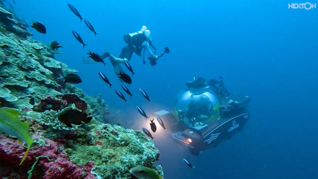 Encuentran en la zona de las Maldivas un «oasis» repleto de vida marina a gran profundidad