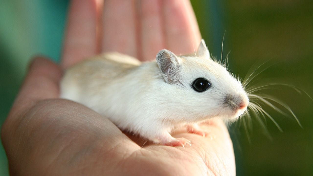 Científicos injertaron células humanas en cerebros de ratones y lograron influir en sus comportamientos