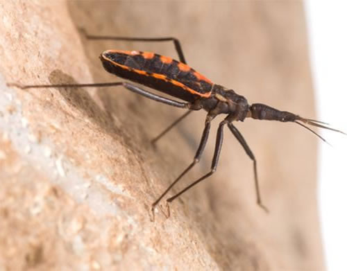Vinchuca transmisora del Mal de Chagas podría ampliar su presencia hasta el norte del Biobío debido al cambio climático