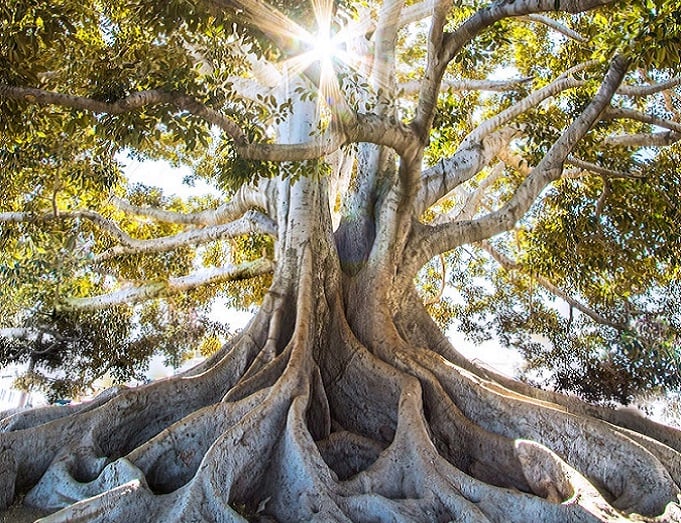 Impactante estudio científico revela que los árboles tienen memoria y transmiten el conocimiento a sus hijos