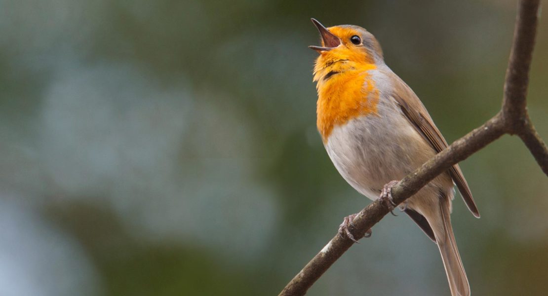 Encuentros con pájaros y oír sus cantos beneficia la salud mental