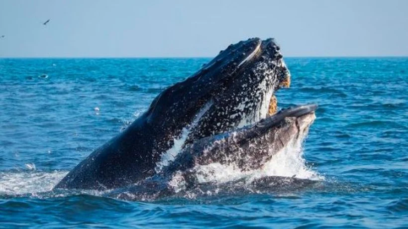 ballena en Bahía Mejillones