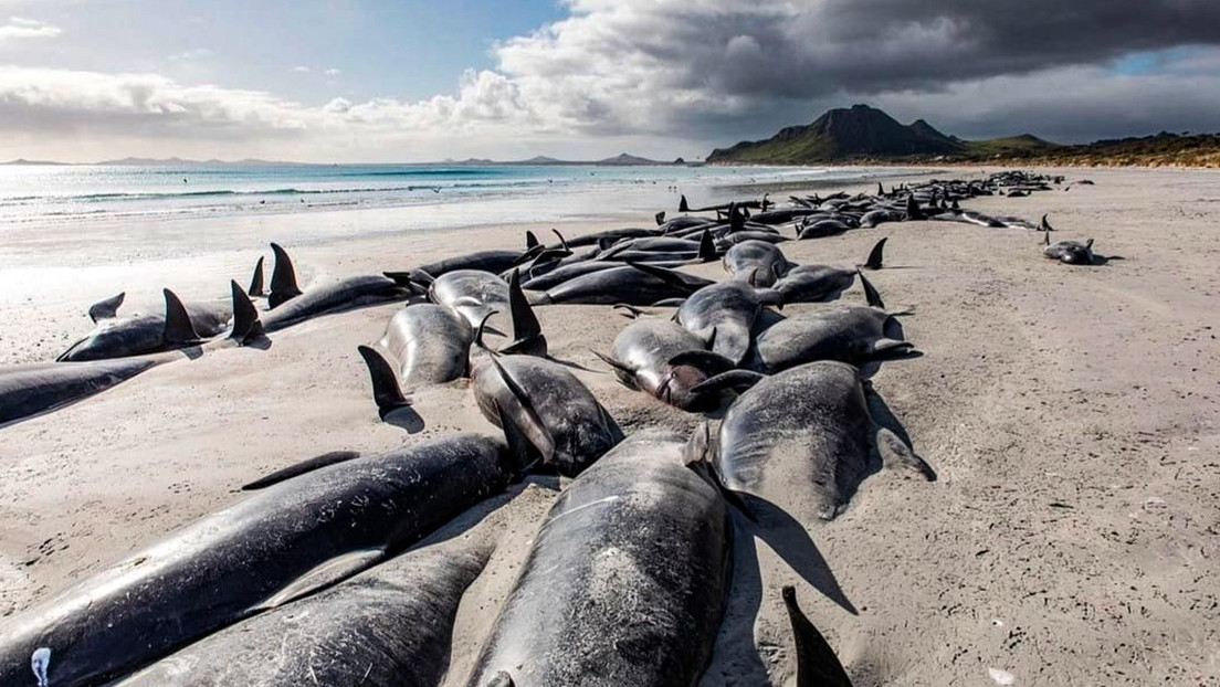 Cientos de ballenas piloto mueren varadas en Nueva Zelanda