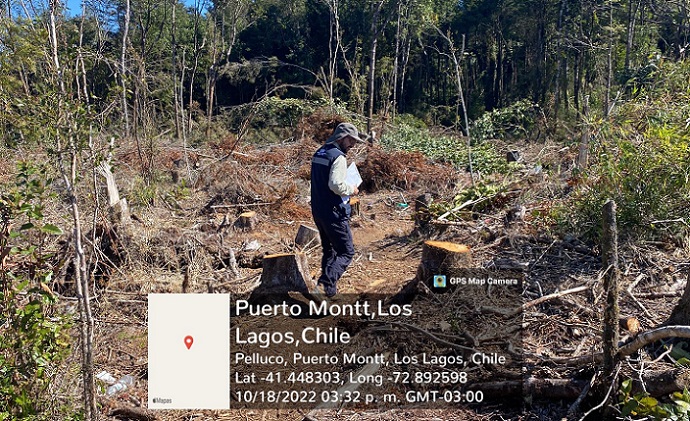 Sorprenden a inmobiliaria en tala de bosque nativo en zona de humedal de Puerto Montt a pesar de tener orden de paralización de obras