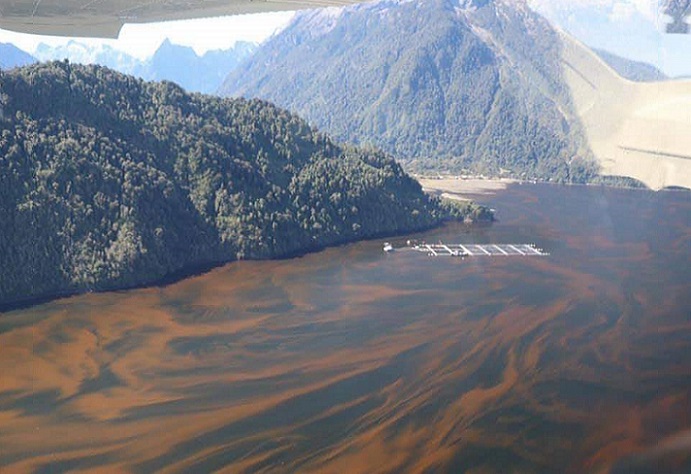 Áreas protegidas: la catástrofe ambiental salmonera en el Fiordo Comau que aún no tiene responsables