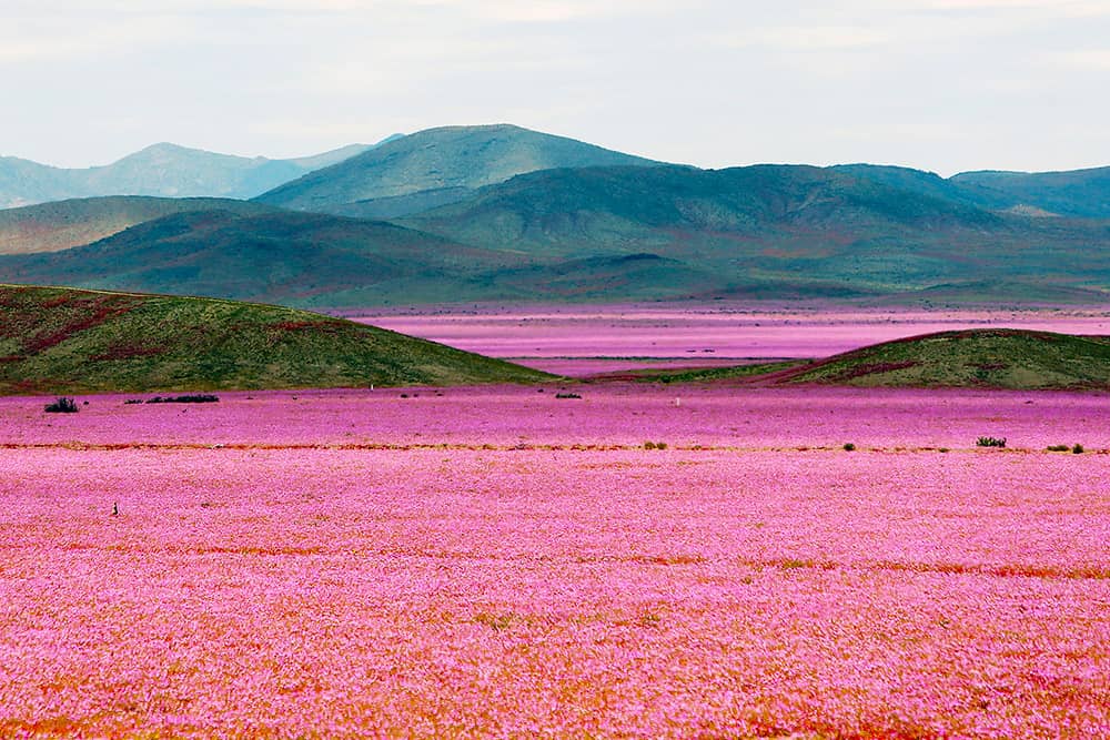 Desierto Florido