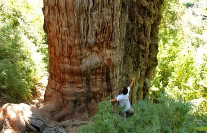 El árbol más antiguo de la tierra se encontraría en Chile: Alerce, gran  abuelo, tiene más de 5 mil años Actualidad