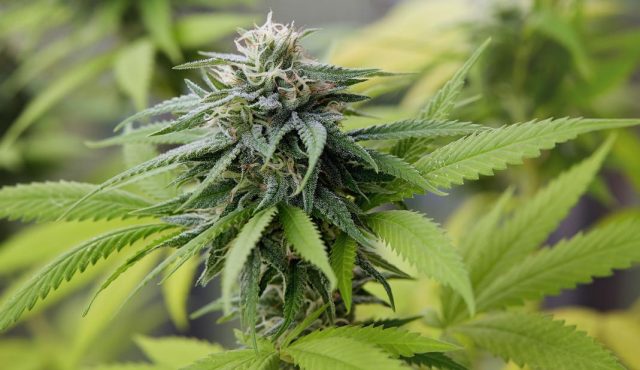 Indulta Biden a presos por poseer pequeñas dosis de mariguana