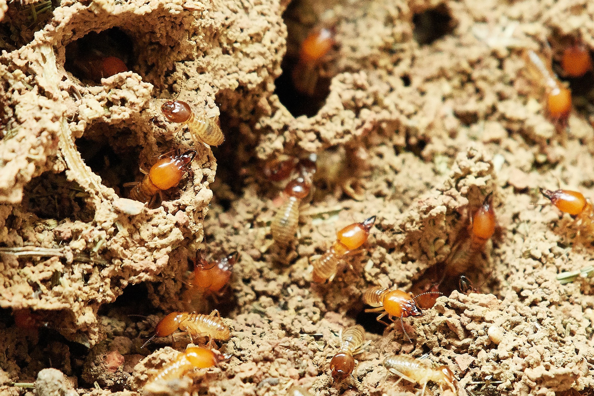 Investigación internacional advierte que el cambio climático podría incrementar número de termitas en el sur de Chile