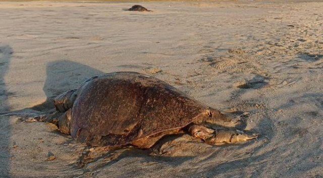 Protección Civil encuentra 14 tortugas muertas en Oaxaca