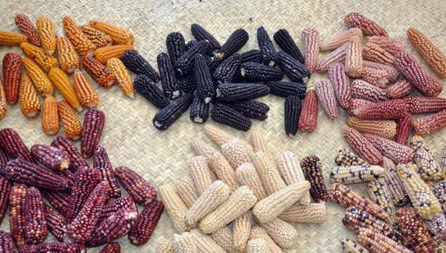 La biopiratería de multinacionales acecha a las plantas nativas de América Latina