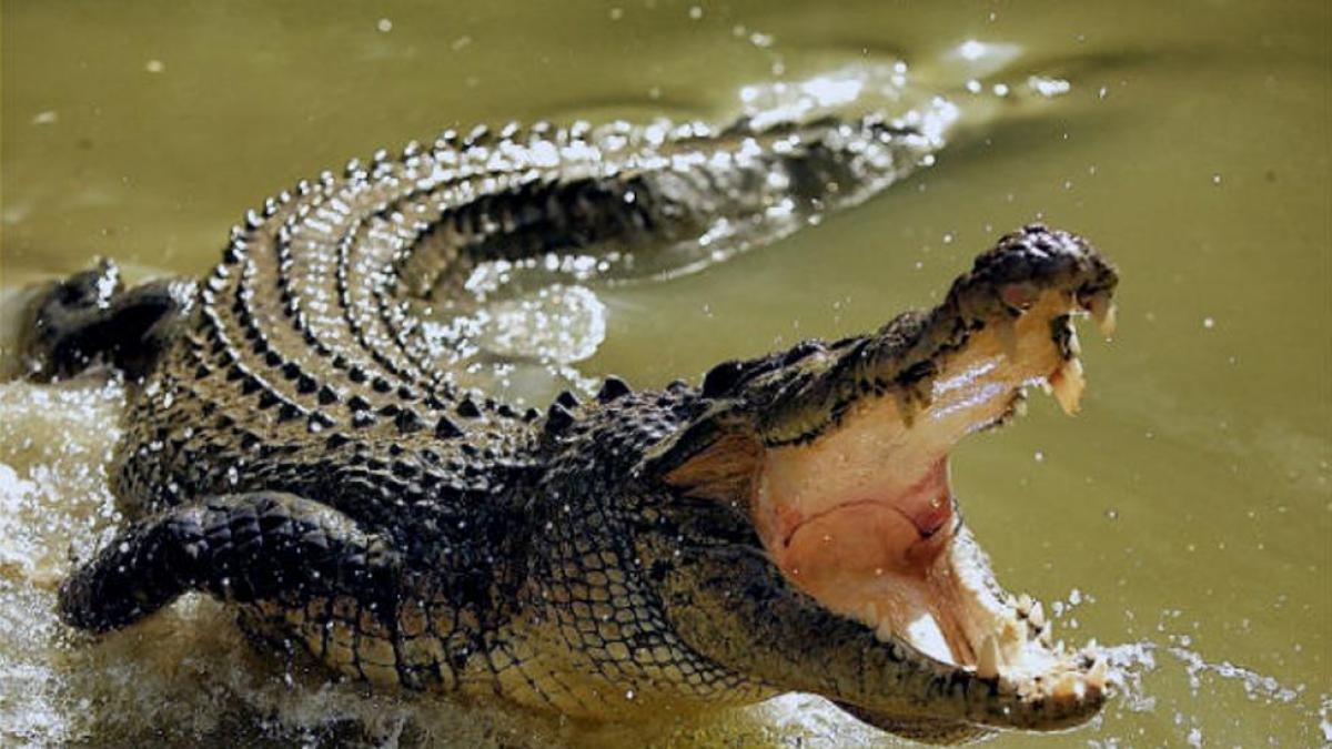 Tragedia en río de Costa Rica: cocodrilo devoró a niño, su madre exige que lo sacrifiquen