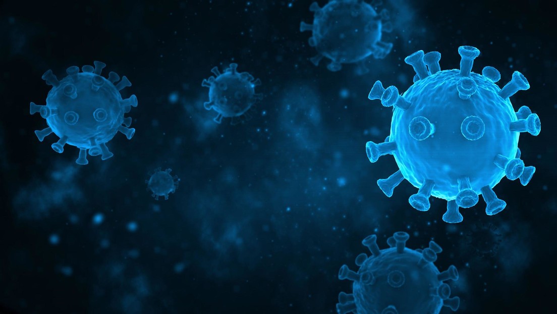 Hallan en murciélagos nuevas variantes de coronavirus con potencial de infectar a humanos