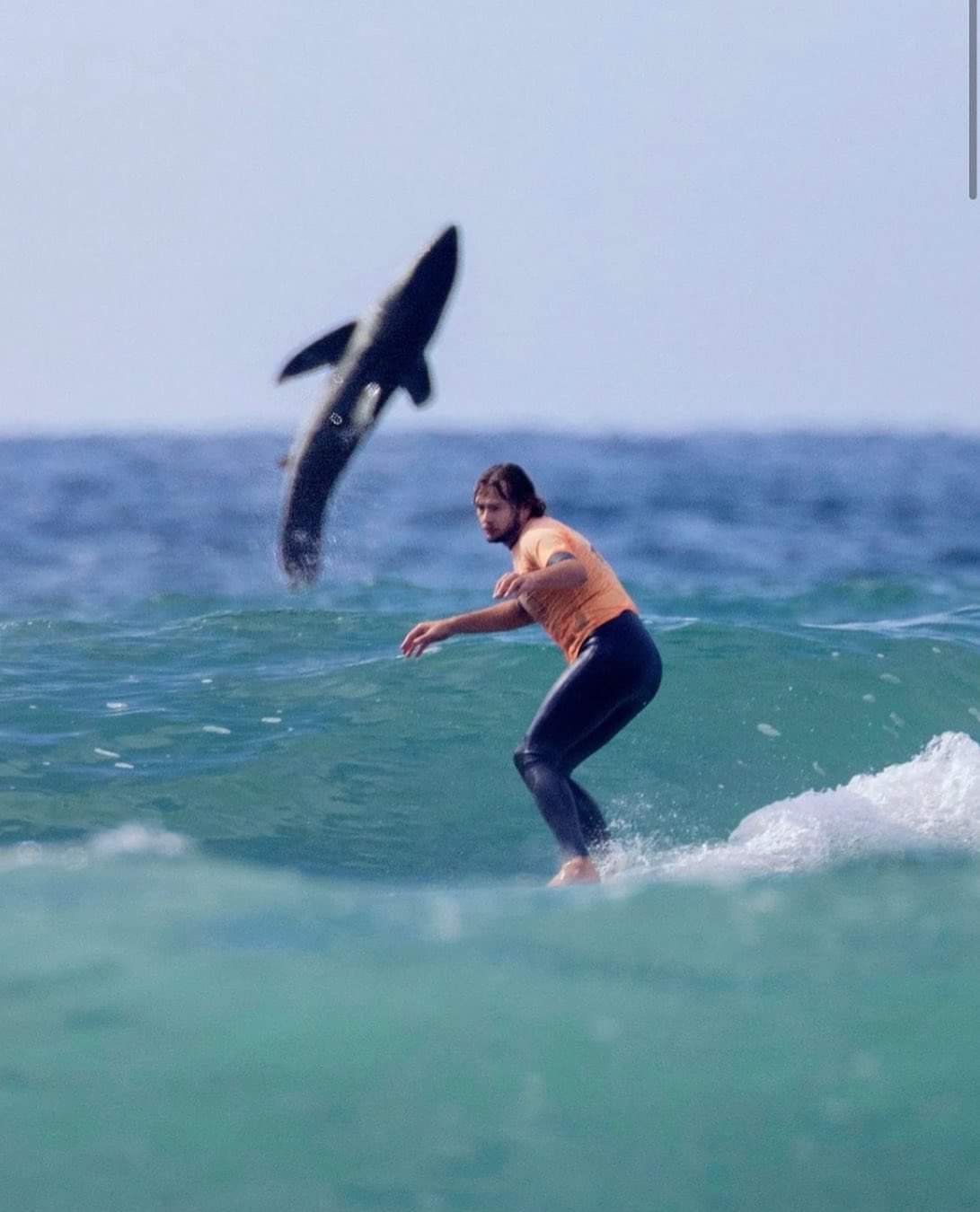 Acierto fotográfico: Enorme tiburón blanco causó terror en competencia de surf