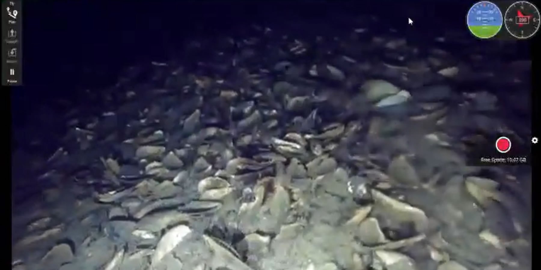 Todo muerto: Revelan impactantes imágenes de fondo marino bajo concesión salmonera en el Seno Skyring