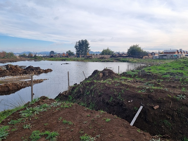 Afectación de humedales en Temuco y Lautaro: Dos proyectos inmobiliarios deberán someterse a evaluación ambiental