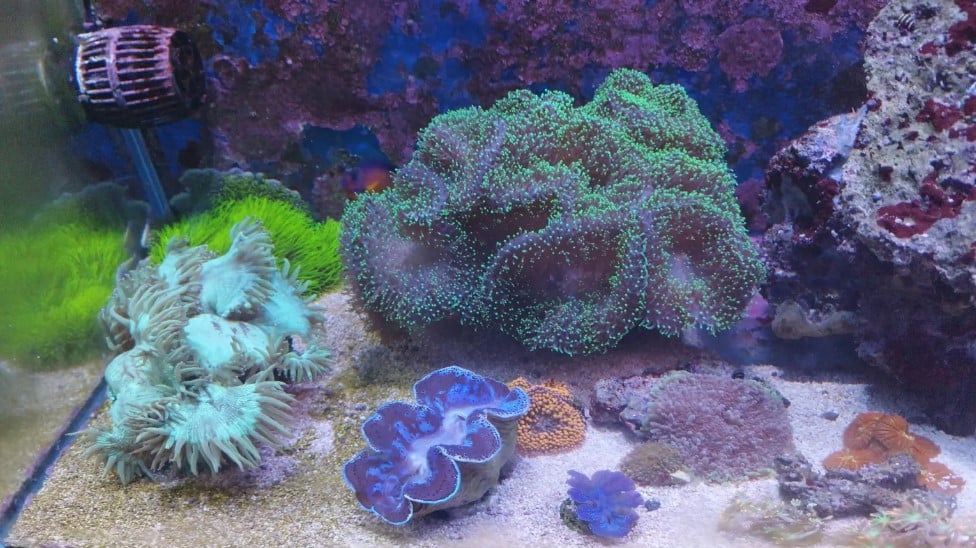 La acuariofilia: una alternativa para aprender de especies de peces y corales