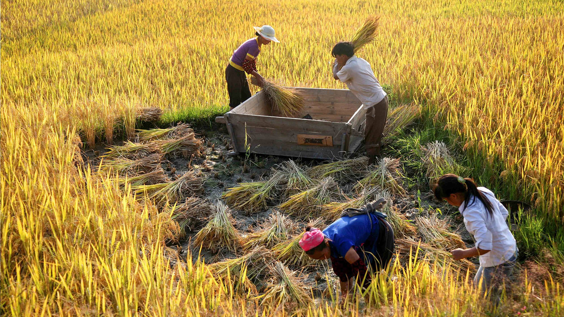 Crean arroz perenne de alto rendimiento durante años solo una plantación
