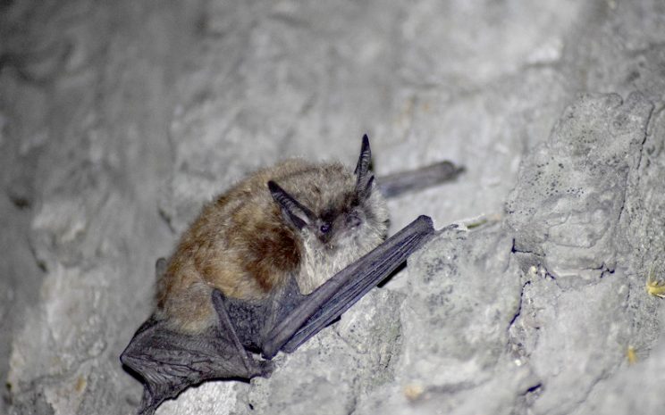 «Myotis Arescens»: una única y nueva especie de murciélago es descubierta en Chile