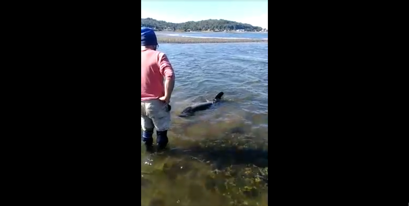 Loable hazaña: vecinos de Ayacara rescatan a dos toninas que quedaron atrapadas en una playa de Los Lagos