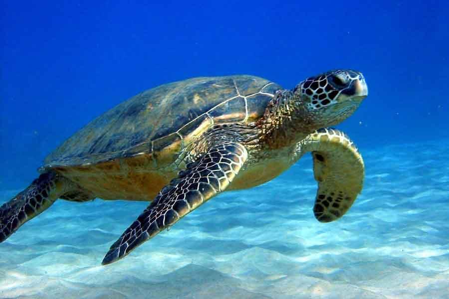 Cientos de tortugas golfinas se aparean en costa de India: en peligro de extinción