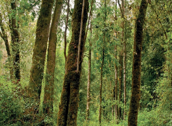 Restaurarán 300 hectáreas con bosque nativo en la Provincia de Cautín