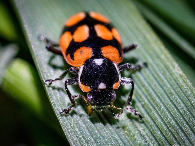 Estudio internacional reveló nefastas consecuencias del calentamiento global en los insectos