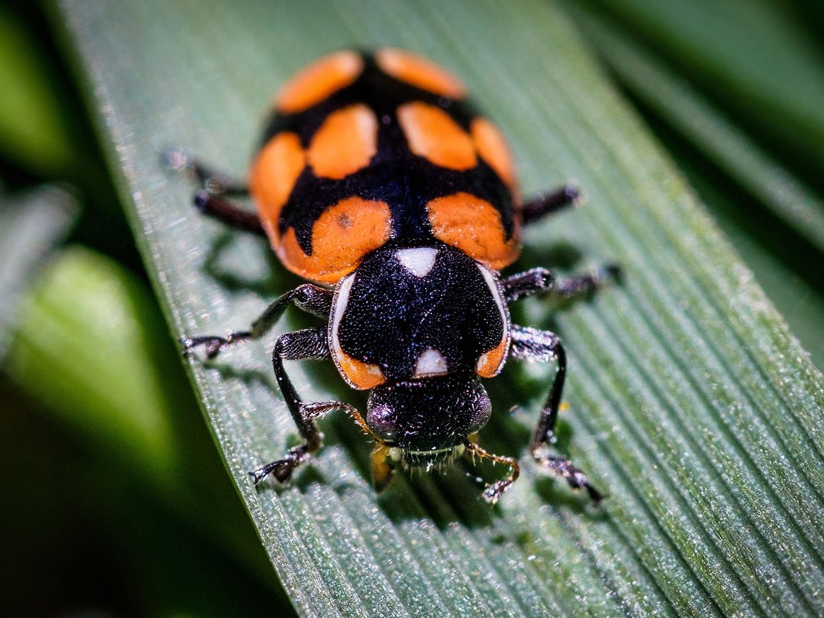 Estudio internacional reveló nefastas consecuencias del calentamiento global en los insectos